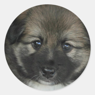 Sticker Rond Irish Sheepdog 2014-0808