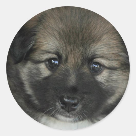 Sticker Rond Irish Sheepdog 2014-0808 (Devant)