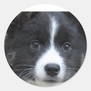 Sticker Rond Islandhund