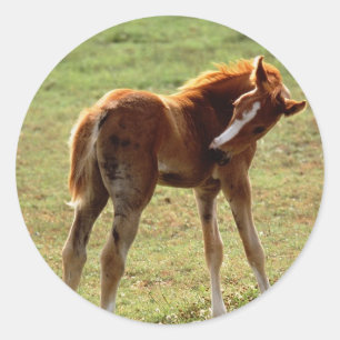 Sticker Rond Itchy Foal