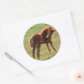 Sticker Rond Itchy Foal (Enveloppe)