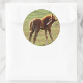 Sticker Rond Itchy Foal (Sac)