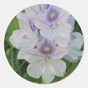 Sticker Rond Jacinthe d'eau en fleurs - Fleur aquatique tropica