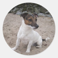 Jack Russell klein Hund