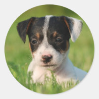 Jack Russell Terrier puppy