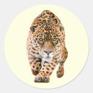 Sticker Rond Jaguar Eyes
