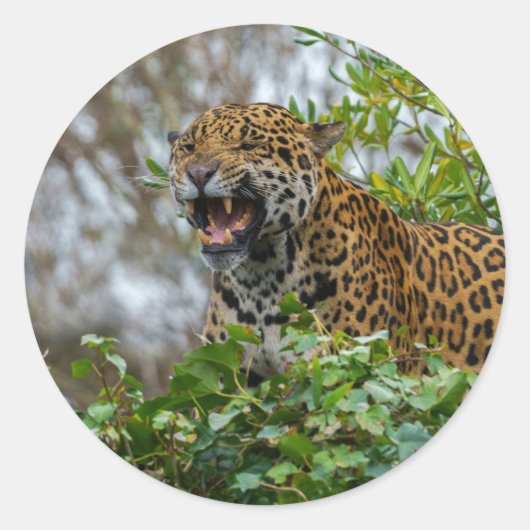 Sticker Rond Jaguar Growl (Devant)