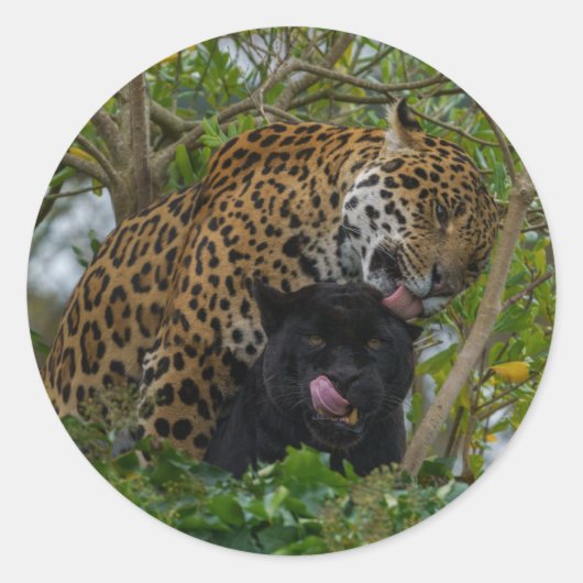 Sticker Rond Jaguars en amour (Devant)