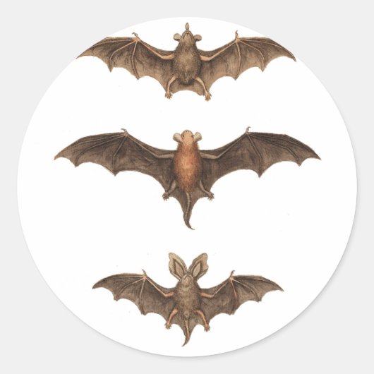 Sticker Rond J'aime les chauves-souris (Devant)