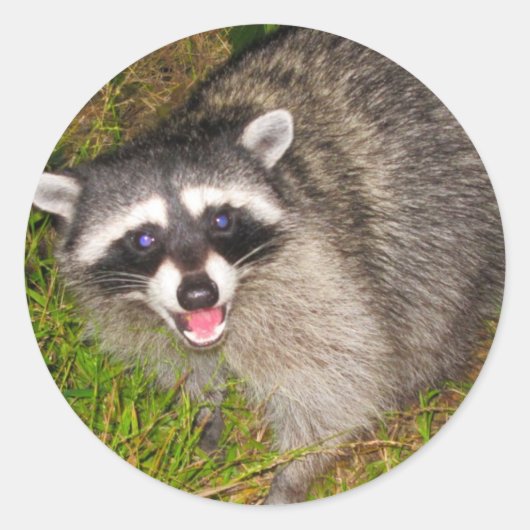 Sticker Rond J'Aime Les Raccoons ! (Devant)