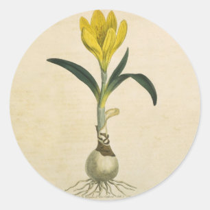 Sticker Rond Jardin botanique de tulipe Amaryllis Fleur