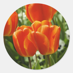 Sticker Rond Jardin de tulipes printanières