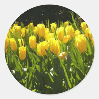 Sticker Rond Jardin des Tulipes Jaunes
