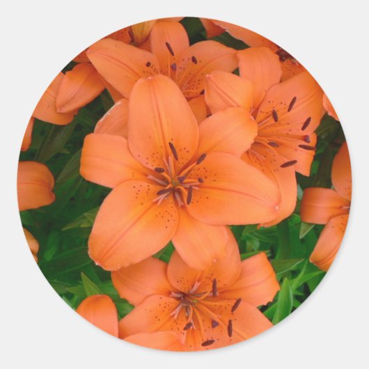 Sticker Rond Jardins orange (Devant)
