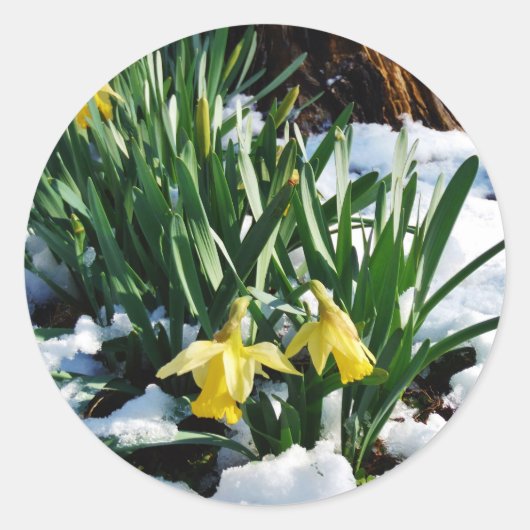 Sticker Rond Jaune Daffodils fleurs dans la neige (Devant)