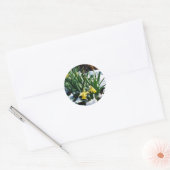 Sticker Rond Jaune Daffodils fleurs dans la neige (Enveloppe)