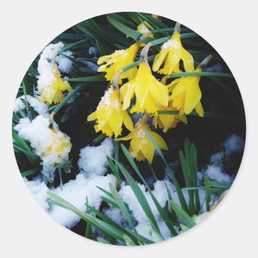 Sticker Rond Jaune Daffodils fleurs dans la neige (Devant)