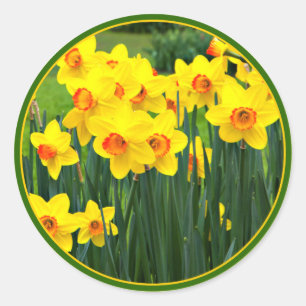 Sticker Rond Jaune Daffodique pour mars Anniversaire