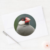 Sticker Rond Java Finch (Enveloppe)