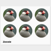 Sticker Rond Java Finch (Feuille)