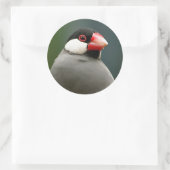 Sticker Rond Java Finch (Sac)