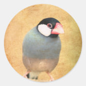 Sticker Rond Java Sparrow (Devant)