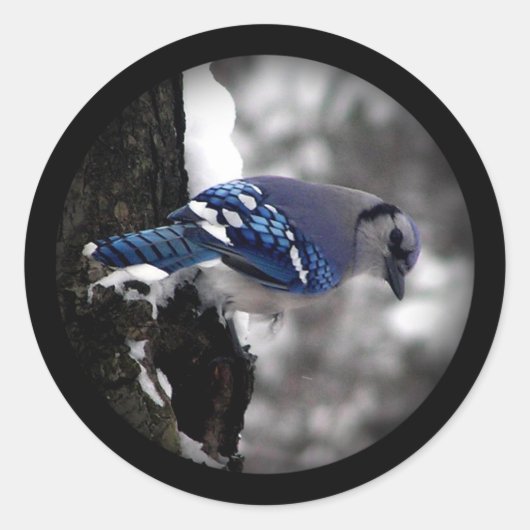 Sticker Rond Jay bleu hiver (Devant)