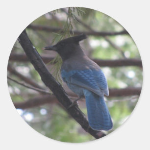 Sticker Rond Jay stellaire Yosemite