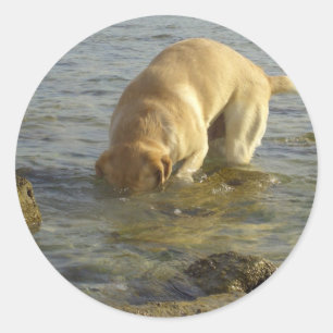 Sticker Rond Je déteste lundi - Labrador avec la tête sous