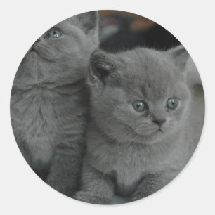 Sticker Rond jeune chaton animal familier ronronnement miaou mi