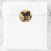 Sticker Rond Jeune chèvre de Pigmy (Sac)
