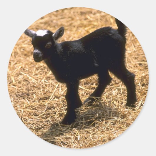 Sticker Rond Jeune chèvre de Pigmy (Devant)