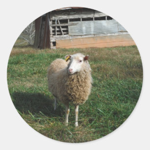 Sticker Rond Jeune mouton blanc sur la ferme