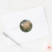 Sticker Rond Jeune mouton blanc sur la ferme (Enveloppe)