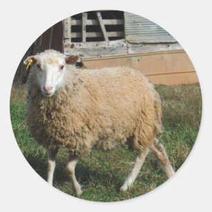 Sticker Rond Jeune mouton blanc sur la ferme