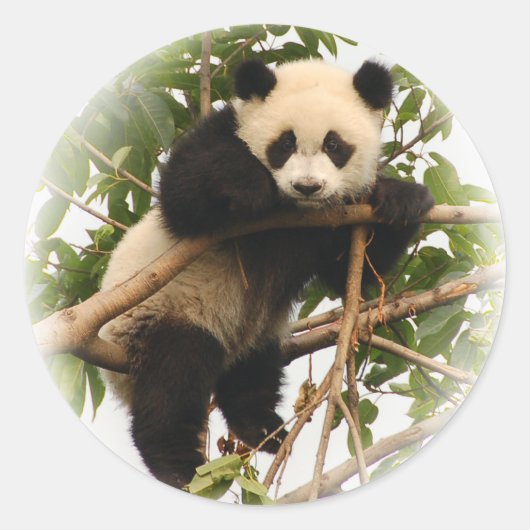Sticker Rond Jeune panda géant. (Devant)