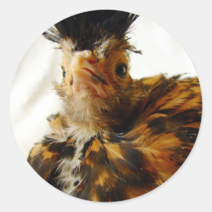 Sticker Rond Jeune polonais