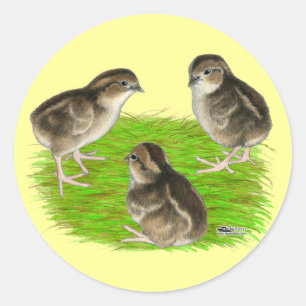 Sticker Rond Jeunes cailles de Bobwhite