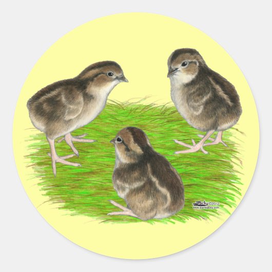 Sticker Rond Jeunes cailles de Bobwhite (Devant)