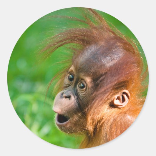 Sticker Rond Joli bébé orangoutan (Devant)