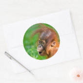 Sticker Rond Joli bébé orangoutan (Enveloppe)