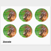 Sticker Rond Joli bébé orangoutan (Feuille)