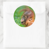 Sticker Rond Joli bébé orangoutan (Sac)