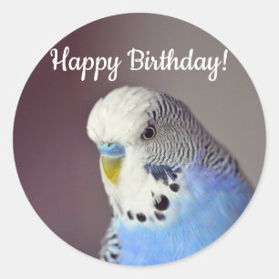 Sticker Rond Joli Blue Budgie photo Anniversaire