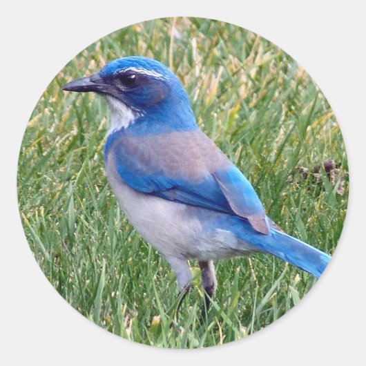 Sticker Rond Joli Blue Scrub Jay Bird Photo (Devant)