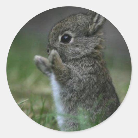 Sticker Rond Joli Bunny (Devant)