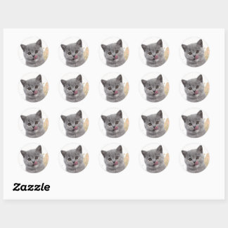 Sticker Rond Joli chat