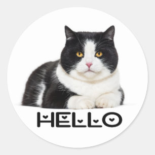 Sticker Rond Joli Chat Chaton Bonjour Chat Noir Blanc