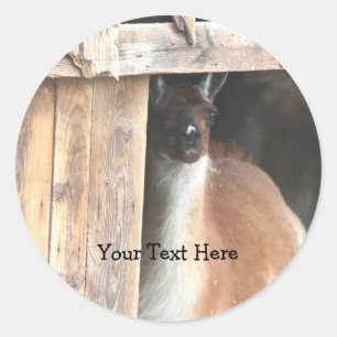 Sticker Rond Joli chevalet animal de ferme Llama