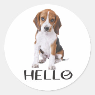 Sticker Rond Joli chiot Beagle amateur de chien Bonjour Pensée